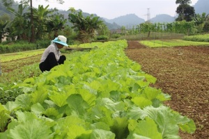 Hào hứng trồng rau an toàn