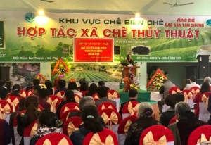 HTX Chè Thủy Thuật đẩy mạnh sản xuất theo hướng hữu cơ