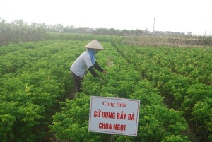 Hà Nội tiên phong IPM