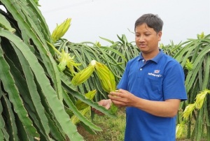 Liên kết trồng thanh long ruột đỏ