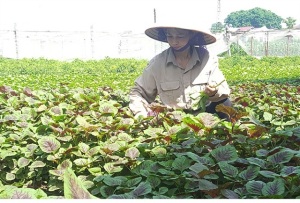 Rau an toàn Đông Cao