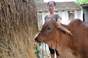 Những con bò trên cả tình nghĩa