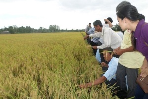 Trồng lúa SRI hiệu quả cao 