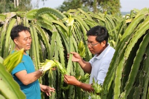 Thanh long trúng mùa trúng giá, lợi nhuận khoảng 200 triệu đồng/ha