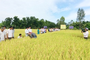 Canh tác lúa thông minh, tăng lợi nhuận