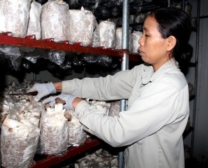 Bắc Giang ứng dụng công nghệ sản xuất nấm cao cấp