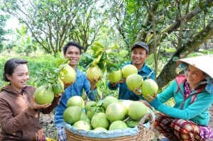 Liên kết sản xuất trái cây giá trị cao