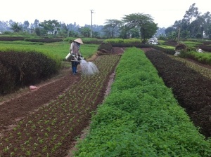 Vùng rau Hà Đông gặp khó nước tưới