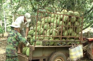 Liên kết sản xuất sầu riêng VietGAP, đỡ lo đầu ra, thu nhập tăng