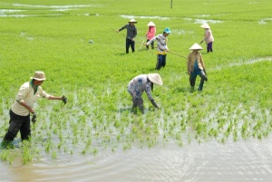 Thúc đẩy sản xuất lúa gạo bền vững