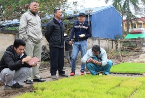 Sản xuất lúa giống chịu chua mặn 