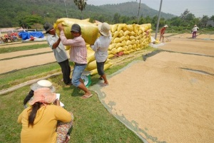 An Giang: Tái cơ cấu ngành lúa gạo hướng tới xuất khẩu