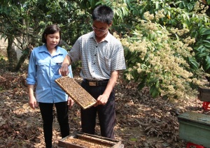 Bội thu mùa lấy mật, nghề nuôi ong du mục năm nay khấm khá