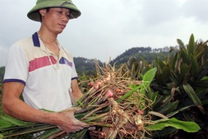 Ngỡ ngàng hiệu quả cây riềng trên đất màu, thu 600 triệu đồng/ha/năm