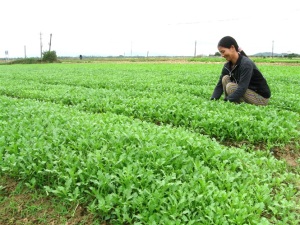 Những làng rau VietGAP rộn ràng vào tết