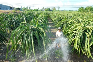 Sản xuất trồng trọt chuyển biến tích cực