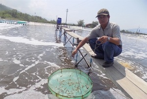 Cẩn trọng trước vụ tôm mới 