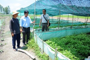 Những mô hình nuôi lươn không bùn kết hợp trồng rau thủy canh lợi nhuận cao