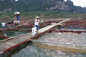 Quỳnh Nhai phát triển nghề nuôi cá lồng