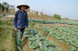 Việt Nam từ 