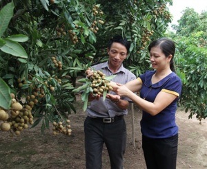 Vựa nhãn lồng tiến vua ước thu trăm tỷ vụ này