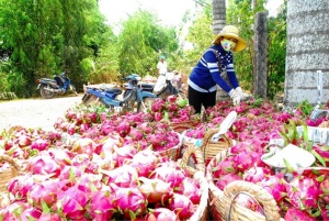 Giá thanh long cao kỷ lục, nhà vườn thắng lớn!