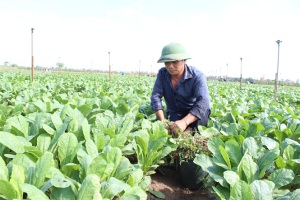 Quản lý sản xuất rau an toàn theo nhóm