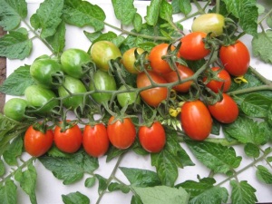Một số giống cà chua 