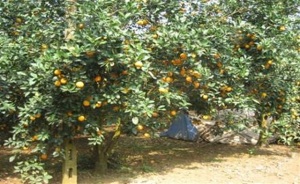 Nhu cầu dinh dưỡng cây cam sành 
