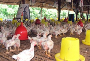 Kiểm soát lạm dụng kháng sinh chăn nuôi