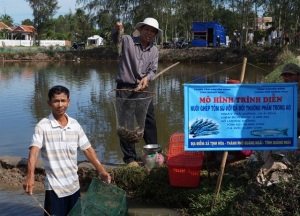 Nuôi ghép tôm - cá, mang lại hiệu quả kinh tế, tiết kiệm chi phí