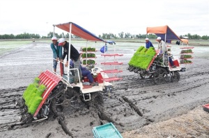 Hiện thực hóa giấc mơ đại điền để sản xuất chuỗi lúa gạo sạch công nghệ cao