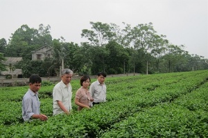 Ba Trại háo hức với cây chè 