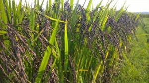 Giống lúa thảo dược - Hướng đi mới để nâng cao giá trị