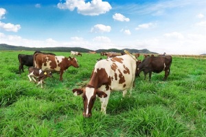 Trang trại bò sữa Organic theo tiêu chuẩn châu Âu đầu tiên tại Việt Nam của Vinamilk