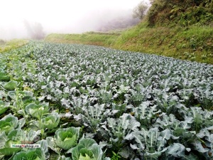 Rau sạch vùng cao