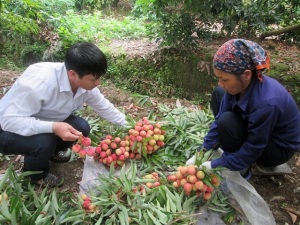 Vải sớm Thanh Hà được mùa, giá cao hơn năm ngoái