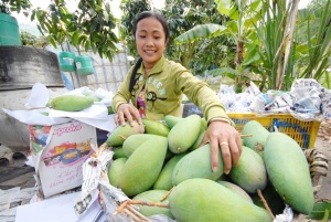 An Giang xuất khẩu lô xoài ba màu đầu tiên vào thị trường Úc