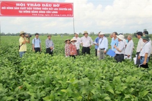 Cánh đồng lớn đậu nành