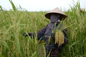 Ra đời 10 giống lúa chịu ngập, mặn thích nghi vùng đồng bằng ven biển