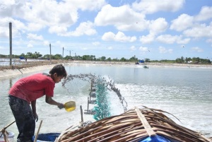 Nuôi tôm có chứng nhận, xu hướng mới nâng cao giá trị