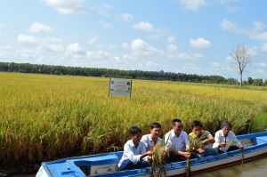 Liên kết sản xuất, tiêu thụ lúa - tôm hữu cơ