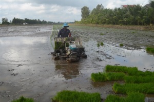 VnSAT hỗ trợ sản xuất lúa gạo bền vững