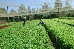 Trồng rau sạch: Khỏe người, lãi khá
