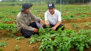 Phát triển cây dược liệu, khoanh nuôi cây đặc sản