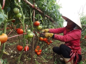 Niềm vui ở 