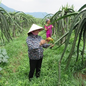 Trang trại trên sườn đồi khiến nhiều khách nước ngoài 