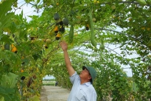 Vùng rau sạch độc nhất vô nhị trên cát trắng, thu tiền tỷ mỗi năm