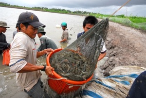 Chuẩn bị tốt nhất cho vụ tôm mới