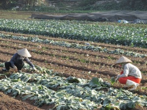 Thực phẩm sạch, ai làm, bán ở đâu? - Vùng rau an toàn Văn Đức 